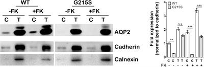 Molecular Characterization of an Aquaporin−2 Mutation Causing Nephrogenic Diabetes Insipidus